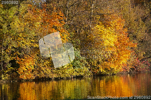Image of Autumn forest