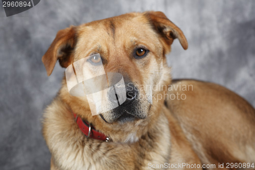 Image of Attentive German shepherd dog