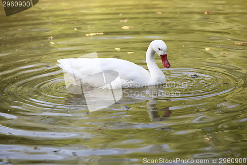 Image of White swan