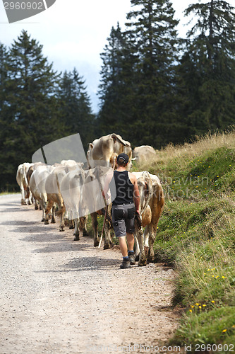 Image of Cow cattle drive in the Alps