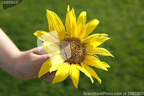 Image of Small girl holds beautiful sunflower