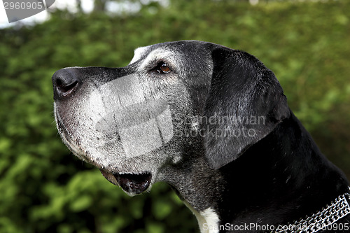 Image of German mastiff