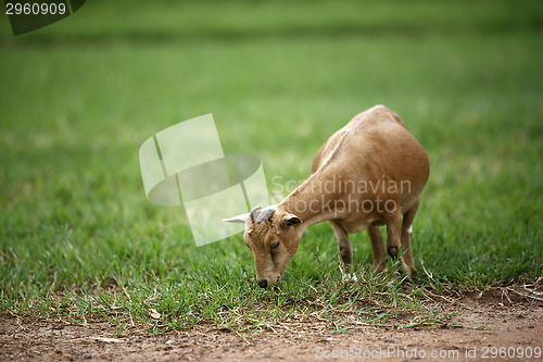 Image of Portrait of a african goat