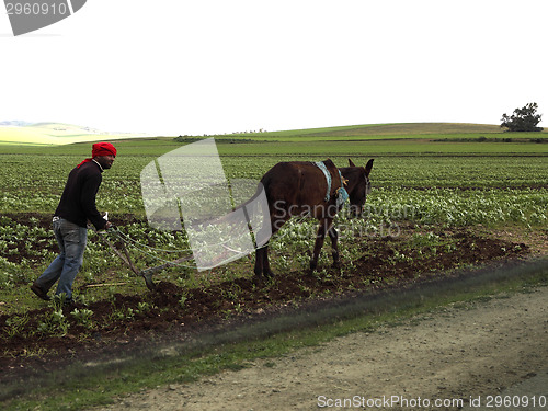 Image of Moroccon worker at the field