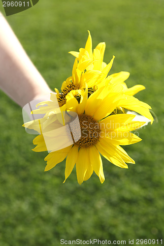 Image of Small girl holds beautiful sunflowers in her hand