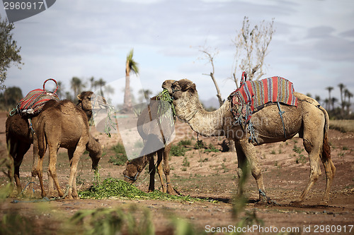 Image of Dromedaries in the West Sahara