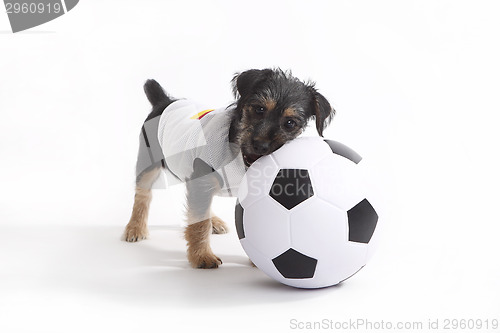Image of Puppy with Germany jersey