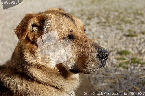 Image of Attentive German shepherd dog