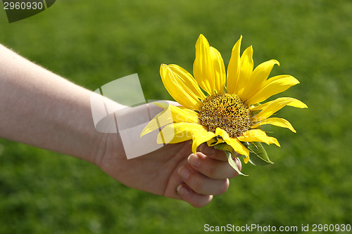 Image of Small girl holds beautiful sunflower