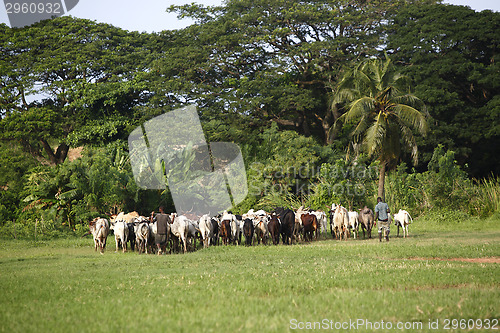 Image of Afrikan cattle between green palms