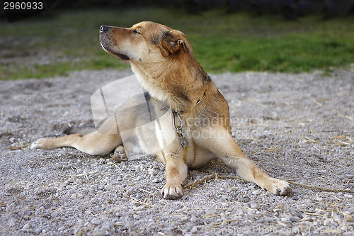 Image of Attentive German shepherd dog