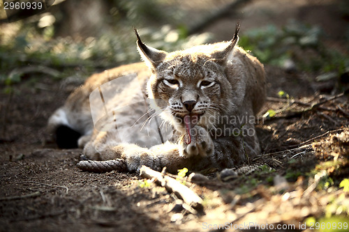 Image of Lynx in the forest