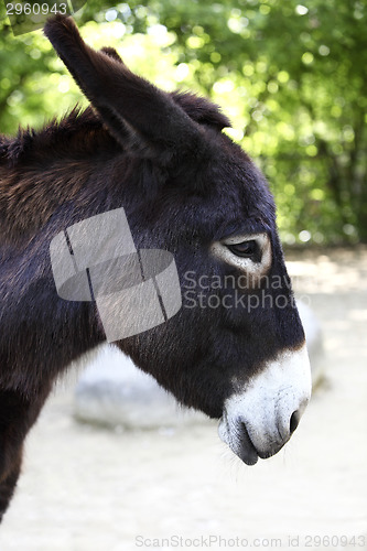 Image of Portrait of a donkey