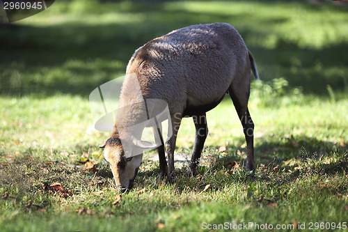 Image of Grazing cameroon sheep 