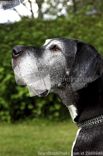 Image of German mastiff