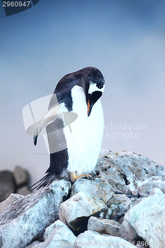 Image of Penguin