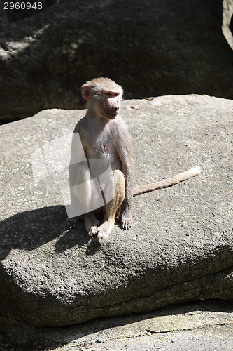 Image of Baboon sitting on a rock