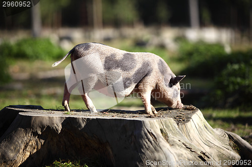 Image of Bentheim pig outdoor