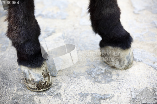 Image of Hooves of a donkey
