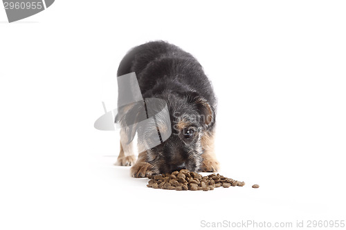 Image of Young Terrier Mix eats dog food