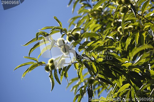 Image of Chestnuts on the tree