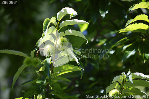 Image of Chestnuts on the tree