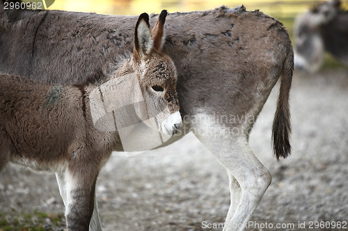 Image of Donkey family