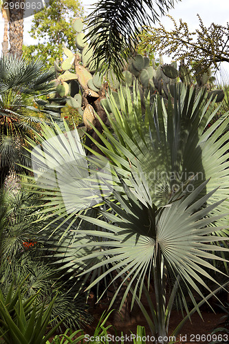 Image of Jardin Majorelle