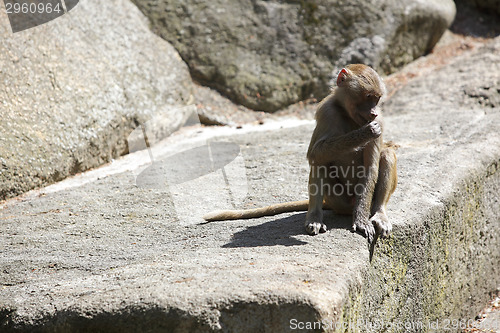 Image of Baboon sitting on a rock