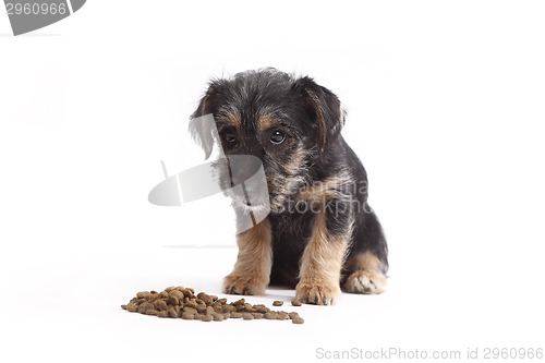 Image of Young Terrier Mix eats dog food