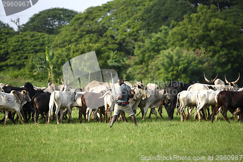 Image of Afrikan cattle between green palms