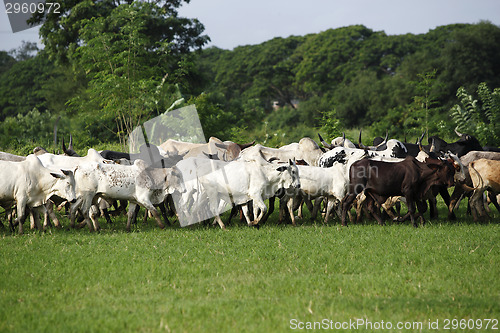 Image of Afrikan cattle between green palms