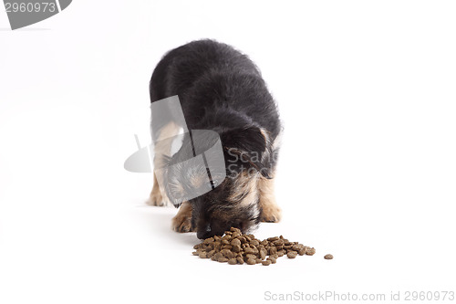 Image of Young Terrier Mix eats dog food