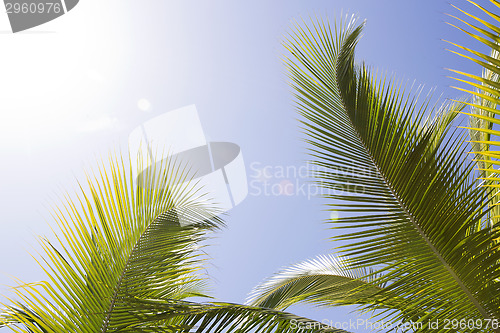 Image of Beautiful palm trees 