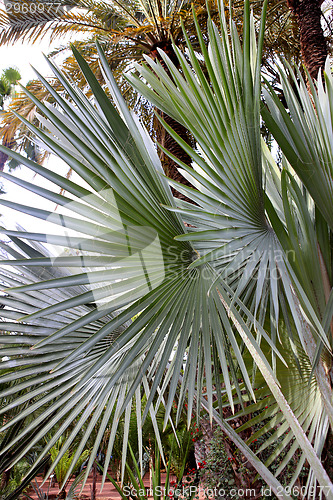 Image of Jardin Majorelle