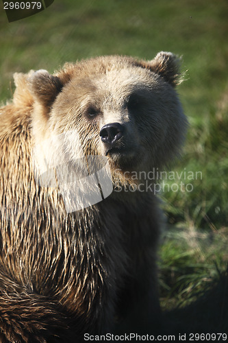 Image of Brown bear