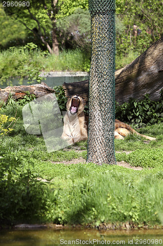 Image of Yawning lioness in the zoo