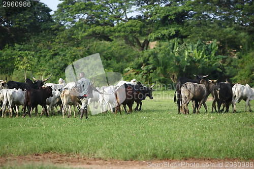 Image of Afrikan cattle between green palms