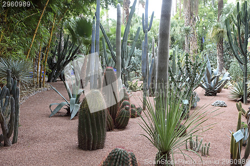 Image of Jardin Majorelle