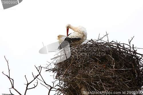 Image of Stork sitting in the nest