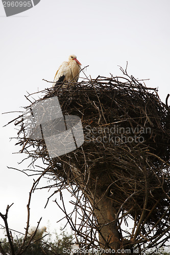 Image of Stork sitting in the nest