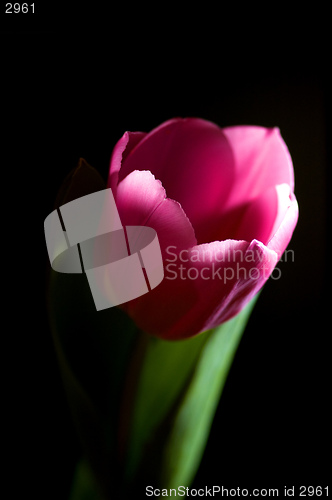 Image of Single tulip on black background
