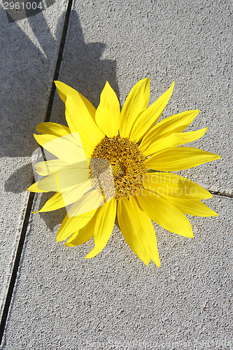 Image of Beautiful yellow sunflower on a stone ground