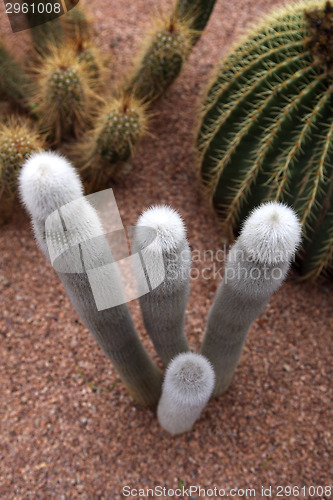 Image of Jardin Majorelle