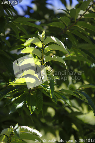 Image of Chestnuts on the tree