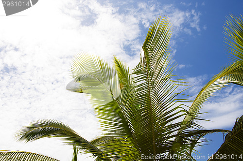 Image of Beautiful palm trees with cloudy blue sky 