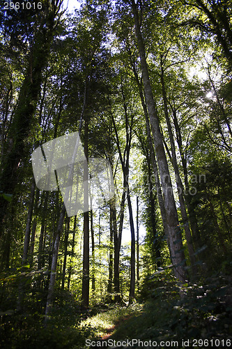 Image of Forest in autumn