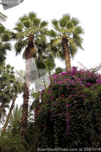 Image of Jardin Majorelle