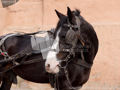 Image of Portrait of a brown horse with cart