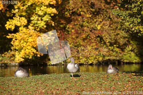 Image of Autumn forest